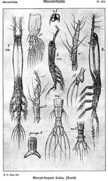 Monstrillopsis dubioides Suárez-Morales & Ivanenko 2004 resmi