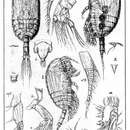 Image of Platycopia perplexa Sars G. O. 1911