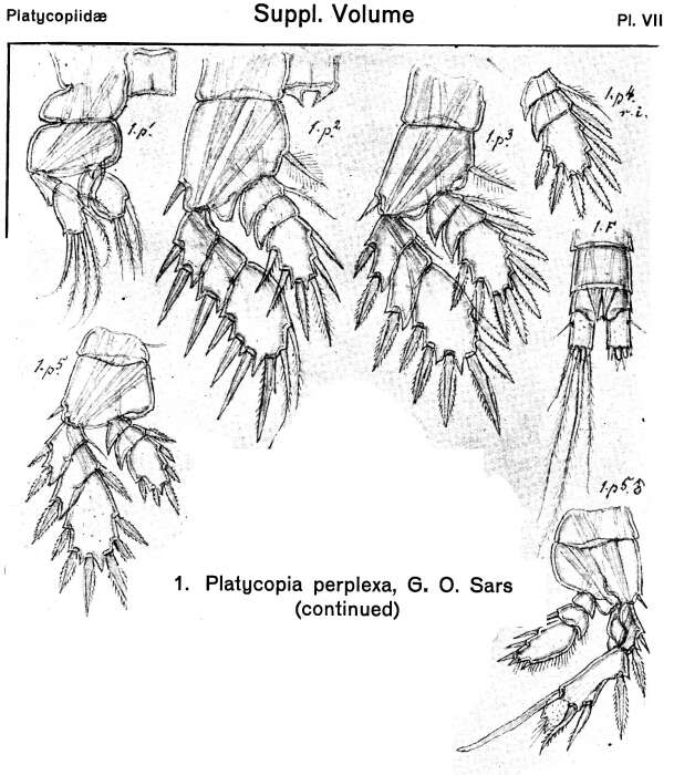 Image of Progymnoplea Lang 1948