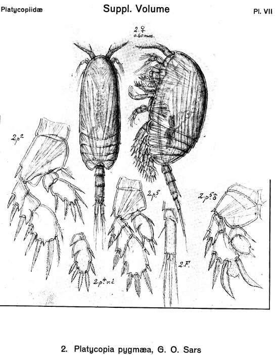 Image of Platycopia pygmaea Sars G. O. 1919