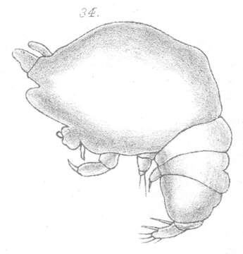 Image of Chondracanthus ornatus Scott T. 1900