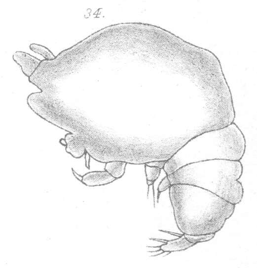 Image de Chondracanthus ornatus Scott T. 1900