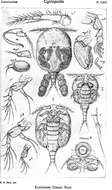 Image of Eunicicolidae Sars G. O. 1918
