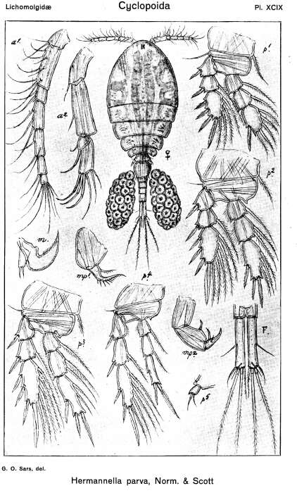 Image of Herrmannella parva (Norman & Scott T. 1905)