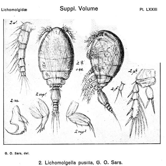 Image of Lichomolgella pusilla Sars G. O. 1918