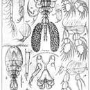 Image of Lichomolgus albens Thorell 1859