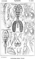 Image of Lichomolgus Thorell 1859