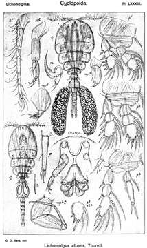 Image de Lichomolgus Thorell 1859
