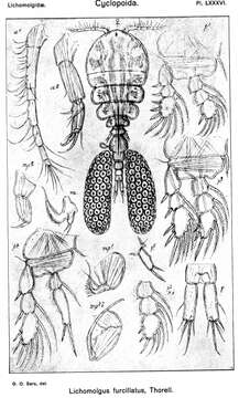 Image of Lichomolgus furcillatus Thorell 1859