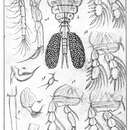 Image of Lichomolgus marginatus Thorell 1859