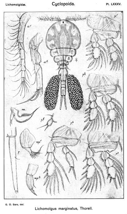 Image de Lichomolgus marginatus Thorell 1859