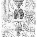 Image of Modiolicola insignis Aurivillius 1883