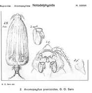 Image de Anomopsyllus pranizoides Sars G. O. 1921