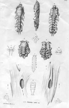 Image of Philichthys xiphiae Steenstrup 1862