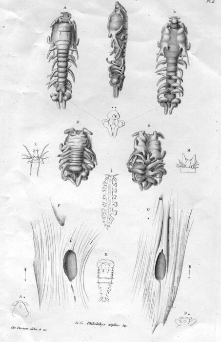 صورة Philichthys xiphiae Steenstrup 1862