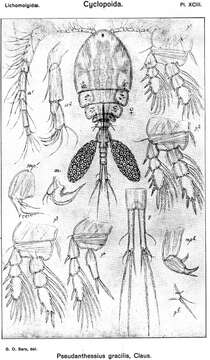 Image of Pseudanthessius gracilis Claus 1889