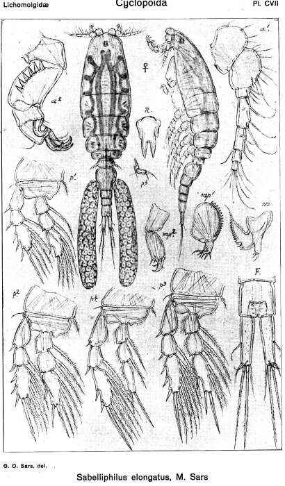 Image of Sabelliphilus elongatus Sars M. 1862
