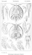 Image of Artotrogus orbicularis Boeck 1859