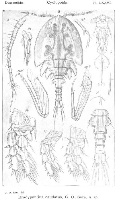 Image of Bradypontius caudatus Sars G. O. 1915