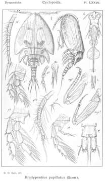 Image of Bradypontius papillatus (Scott T. 1888)