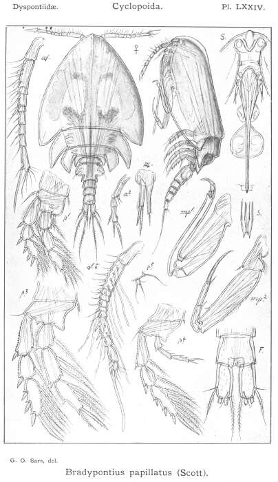 Image of Bradypontius papillatus (Scott T. 1888)