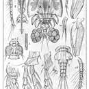 Image of Dyspontius striatus Thorell 1859