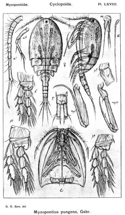 Image of Myzopontius pungens Giesbrecht 1895