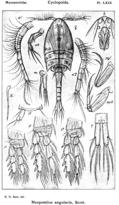 Image of Neopontius angularis Scott T. 1898