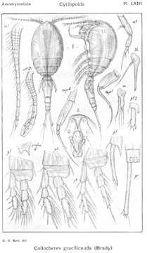 Image of Collocheres gracilicauda (Brady 1880)