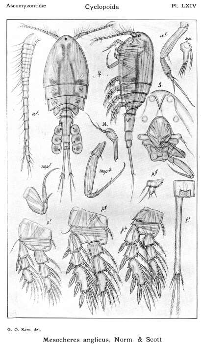 Imagem de Mesocheres anglicus Norman & Scott T. 1905