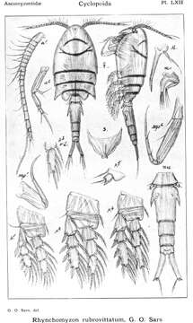 Image of Rhynchomyzon rubrovittatum Sars G. O. 1915