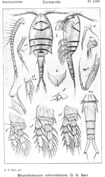 Image of Rhynchomyzon rubrovittatum Sars G. O. 1915