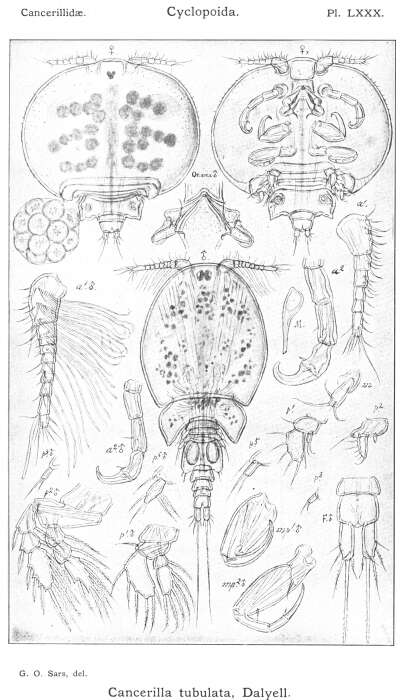 Image of Cancerilla tubulata Dalyell 1851