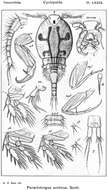 Image of Parartotrogus Scott T. & Scott A. 1893