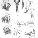 Image of Parartotrogus richardi Scott T. & Scott A. 1893