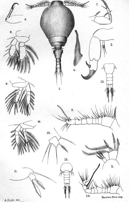 Image of Parartotrogus richardi Scott T. & Scott A. 1893