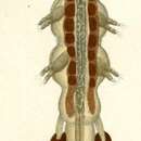 Image of Eudactylina acuta van Beneden 1853