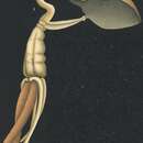 Image of Brachiella thynni Cuvier 1830