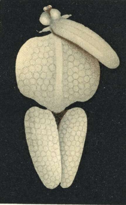 Image of Clavella Oken 1815