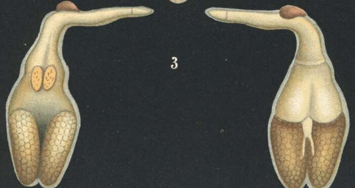 Image of Naobranchia cygniformis Hesse 1863