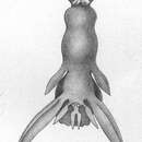 Image of Lernanthropus micropterygis Richiardi 1884