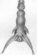 Image of Lernanthropus de Blainville 1822