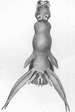 Image of Lernanthropus de Blainville 1822