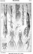 Image de Monstrilla leucopis Sars G. O. 1921