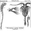 Image de Microcalanus pusillus Sars G. O. 1903