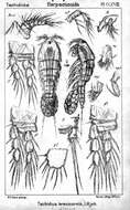 Image of Tachidiidae Sars G. O. 1909