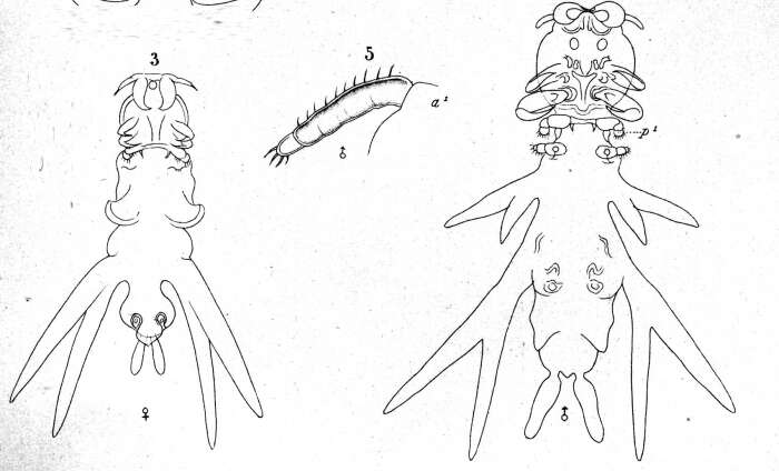 Image of Lernanthropus brevis Richiardi 1879