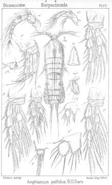 Image of Amphiascus pallidus Sars G. O. 1906