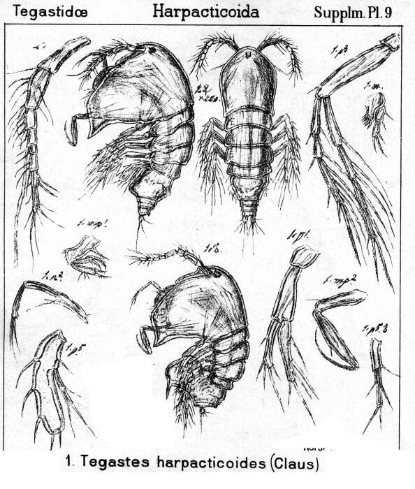 Image de Tegastes harpactoides (Claus 1863)