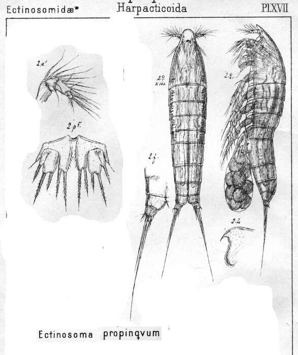 Image de Ectinosoma propinquum Scott T. & Scott A. 1896